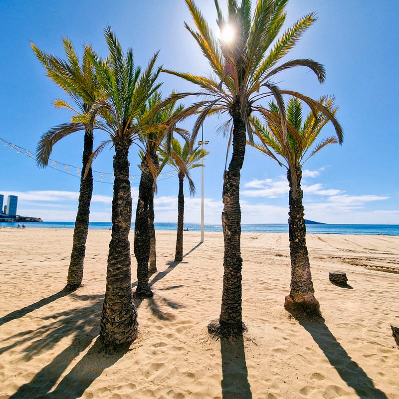 palm trees on levante beach benidorm